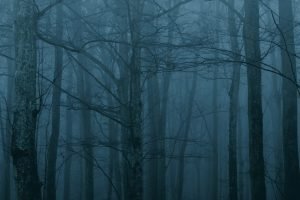 bosque tenebroso – miedos infantiles