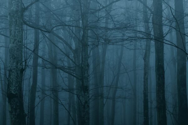 bosque tenebroso – miedos infantiles